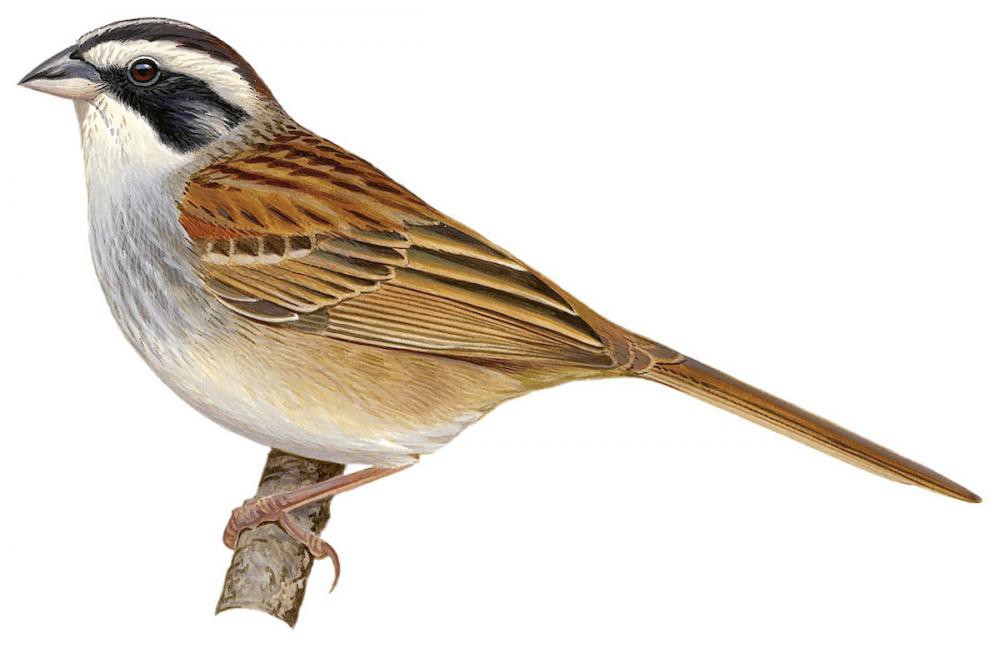 Stripe-headed Sparrow / Peucaea ruficauda