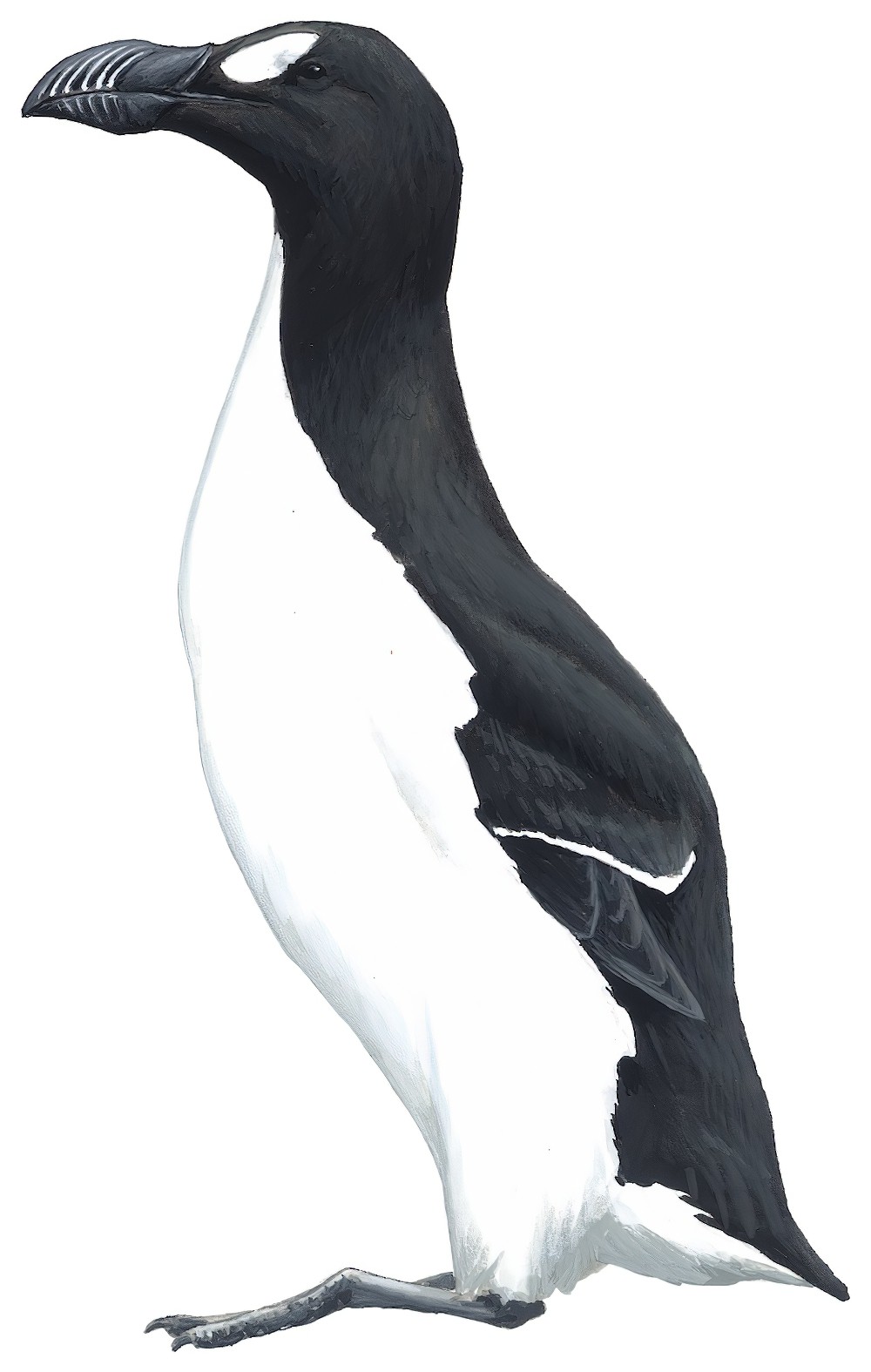 Great Auk / Pinguinus impennis
