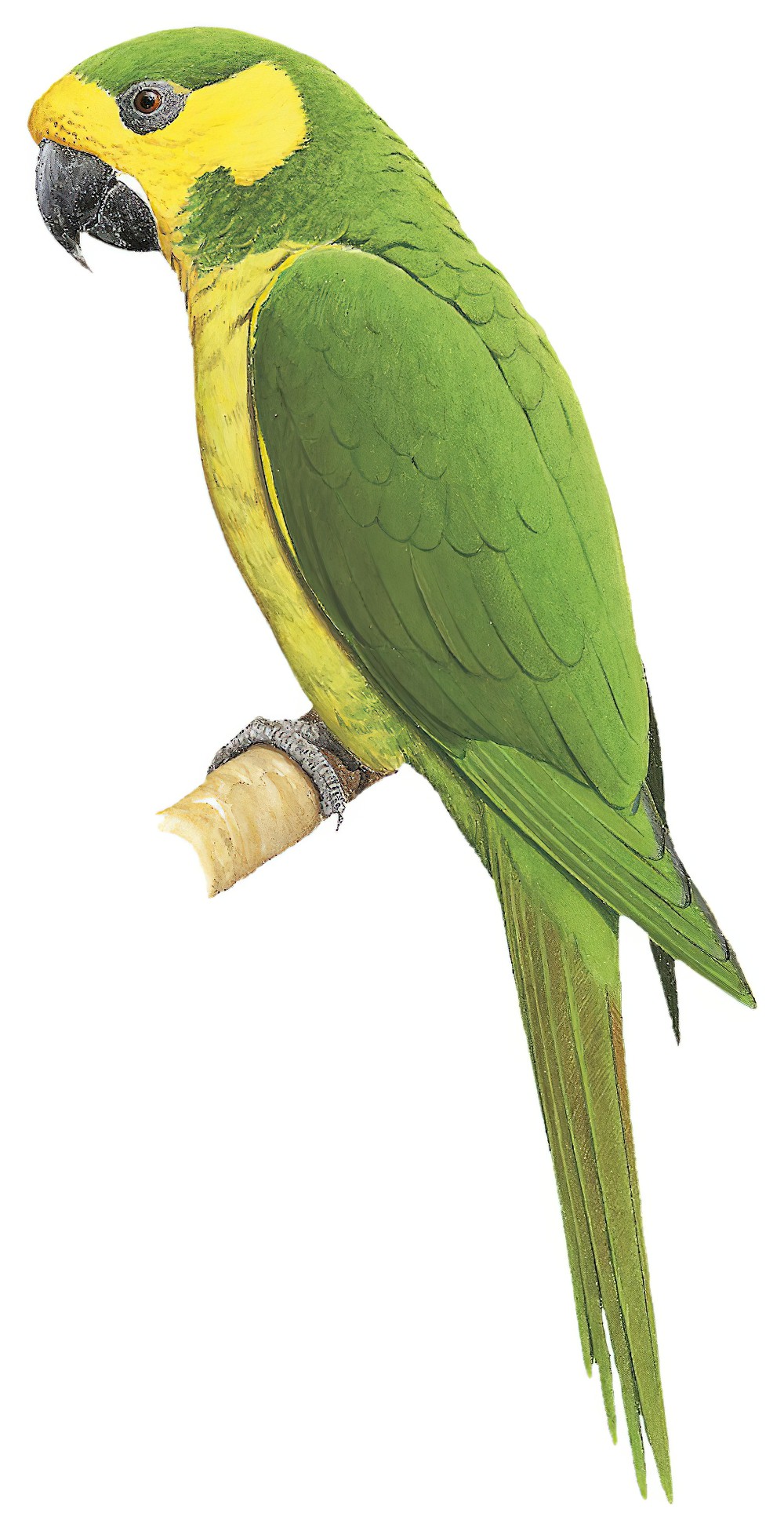 Yellow-eared Parrot / Ognorhynchus icterotis
