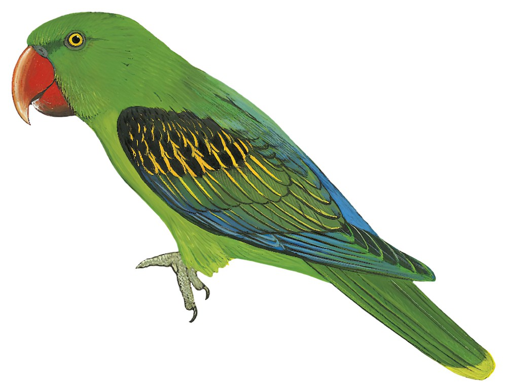 Great-billed Parrot / Tanygnathus megalorynchos