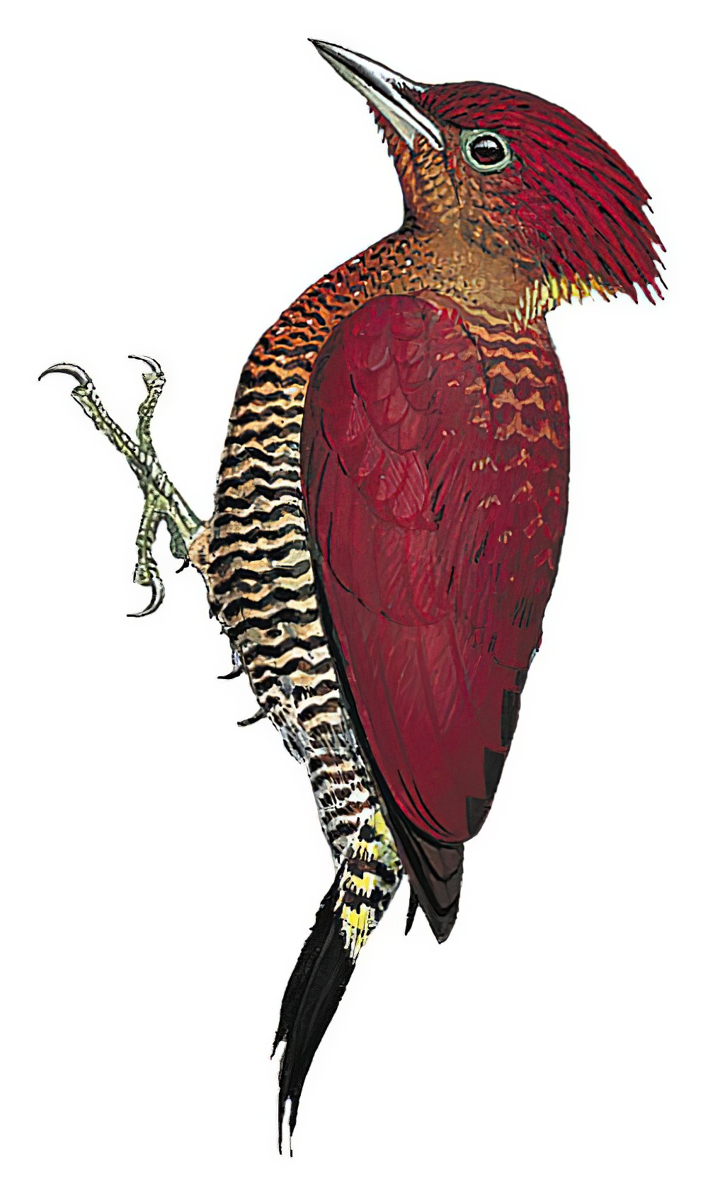 Banded Woodpecker / Chrysophlegma miniaceum
