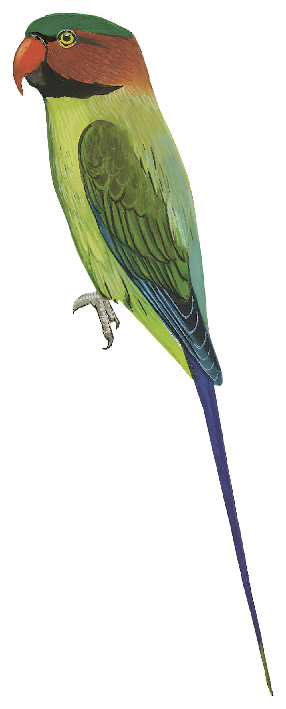 Long-tailed Parakeet / Psittacula longicauda