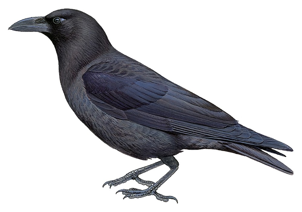Violet Crow / Corvus violaceus