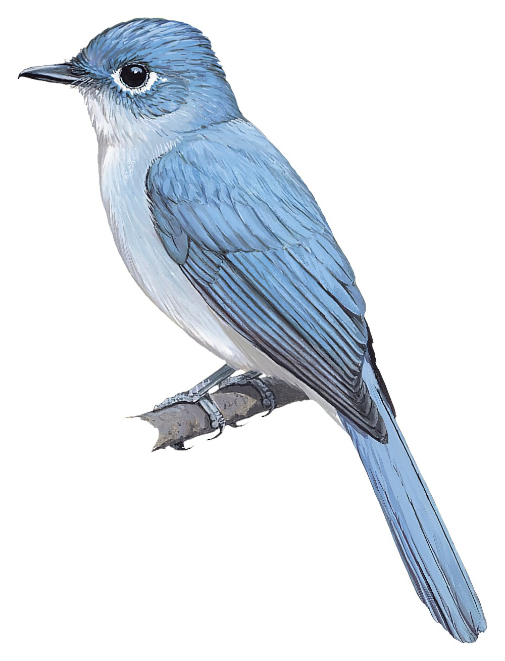 Cerulean Paradise-Flycatcher / Eutrichomyias rowleyi
