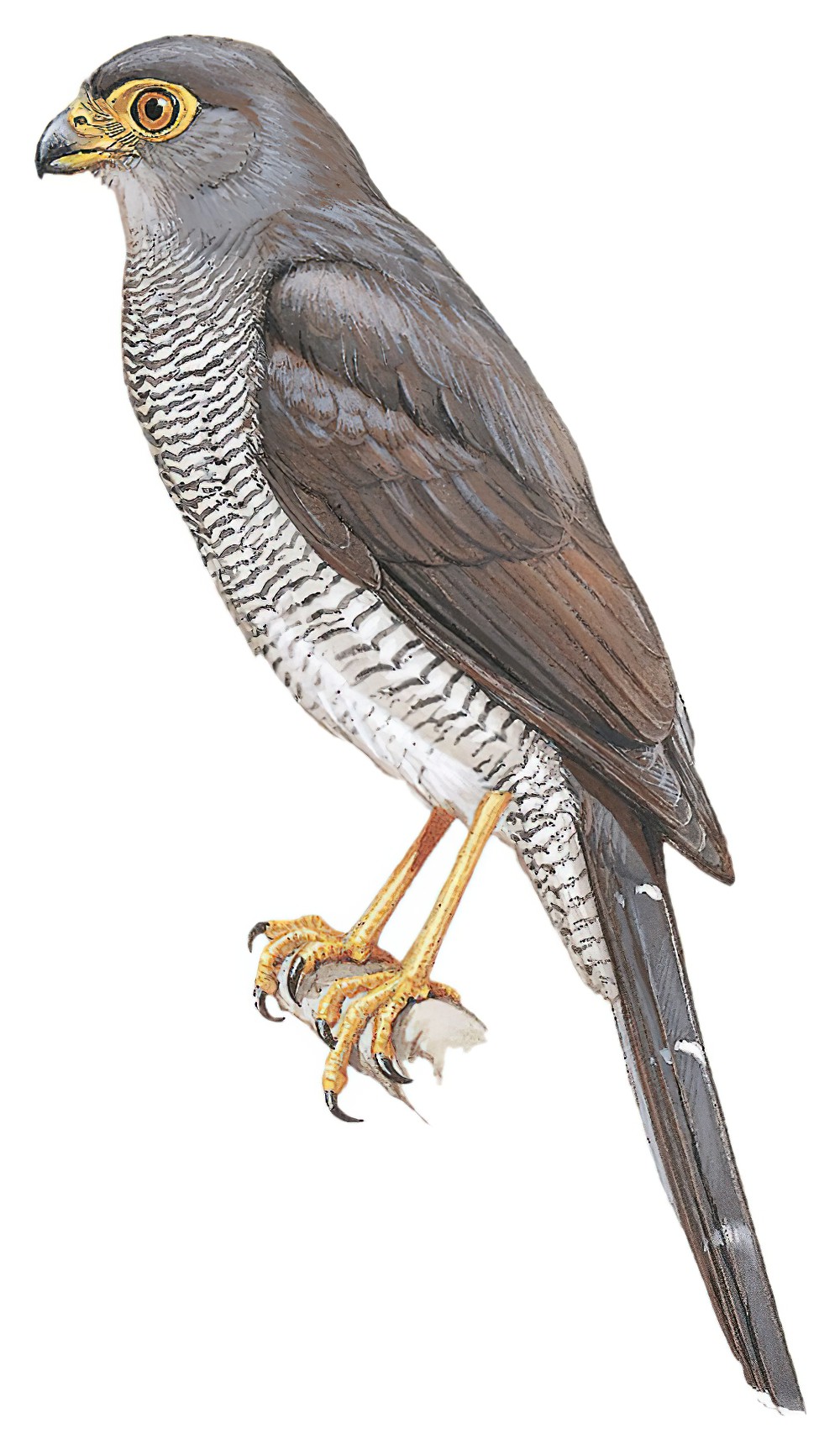 Barred Forest-Falcon / Micrastur ruficollis