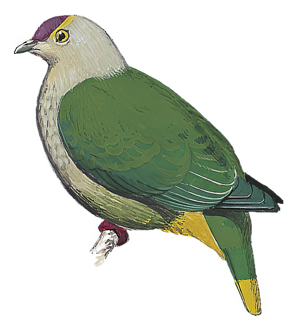 Kosrae Fruit-Dove / Ptilinopus hernsheimi