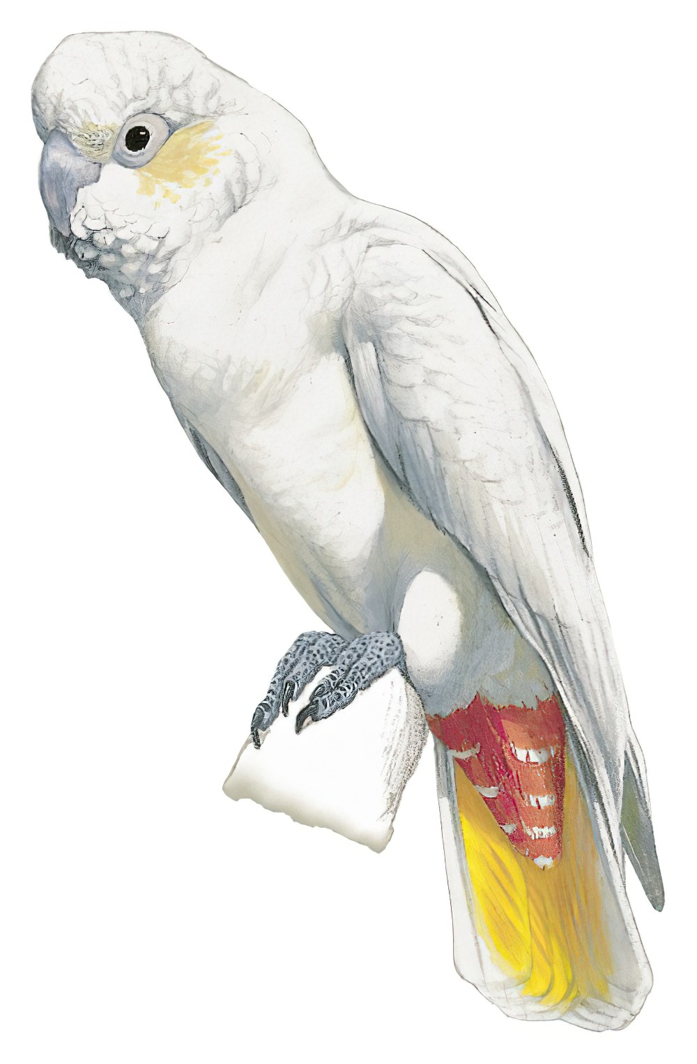 Philippine Cockatoo / Cacatua haematuropygia