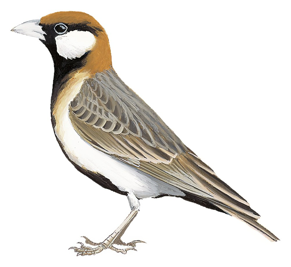 Fischer\'s Sparrow-Lark / Eremopterix leucopareia