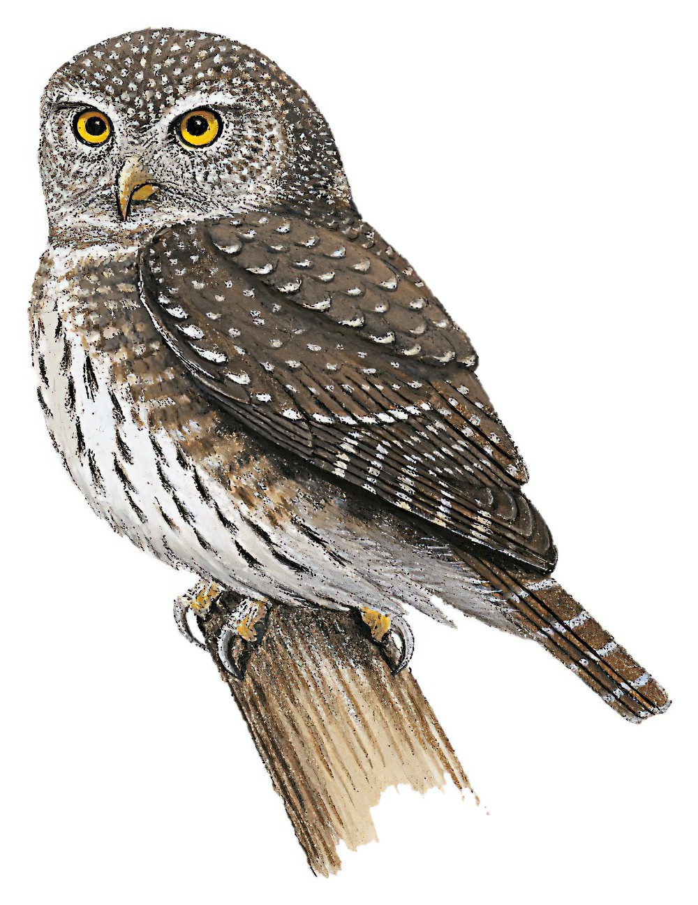 Eurasian Pygmy-Owl / Glaucidium passerinum