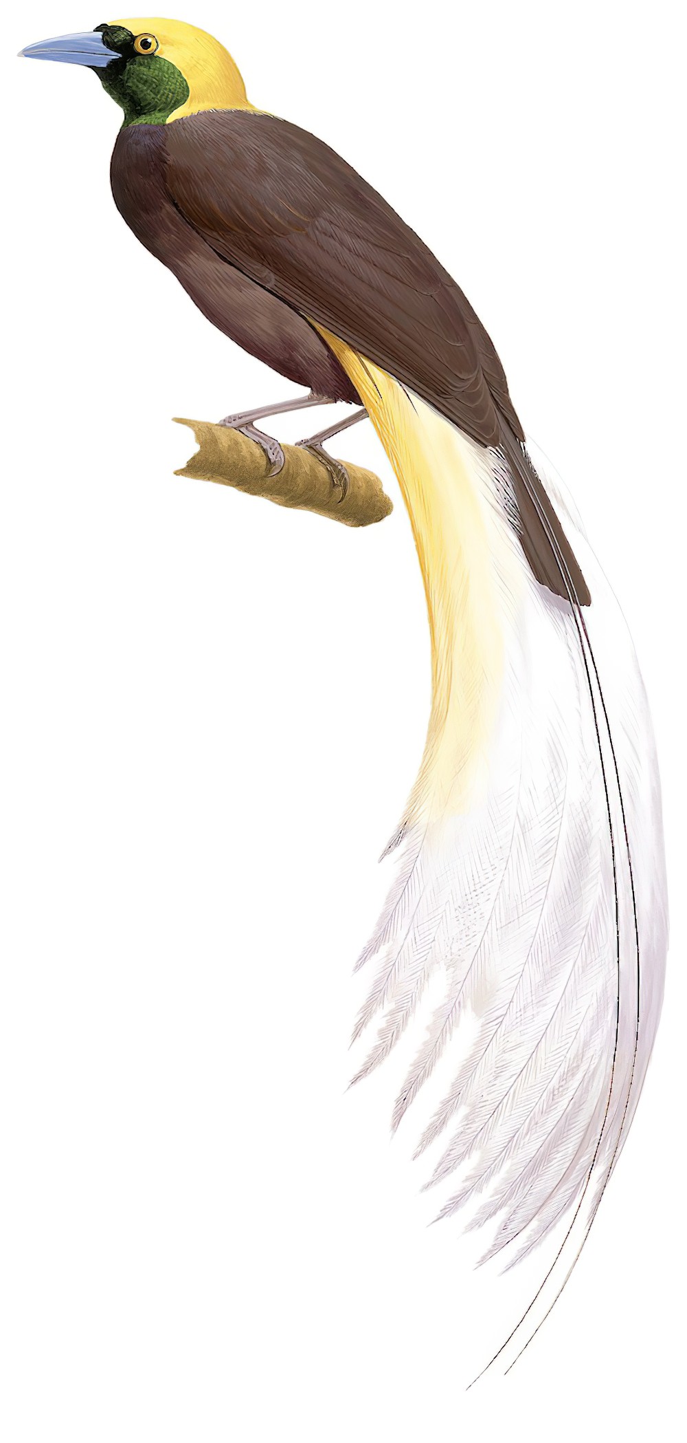 Greater Bird-of-Paradise / Paradisaea apoda