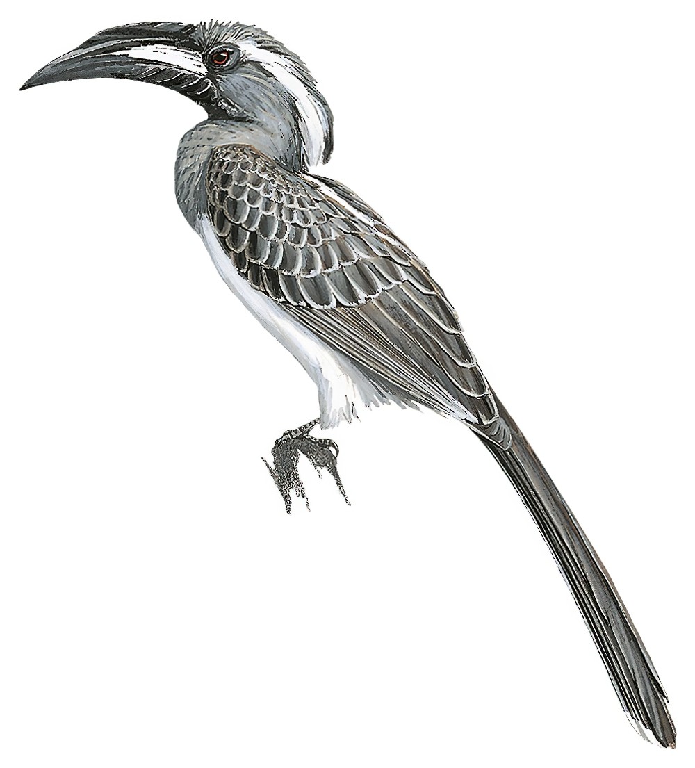 African Gray Hornbill / Lophoceros nasutus