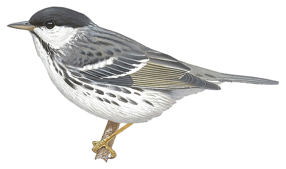 Blackpoll Warbler / Setophaga striata
