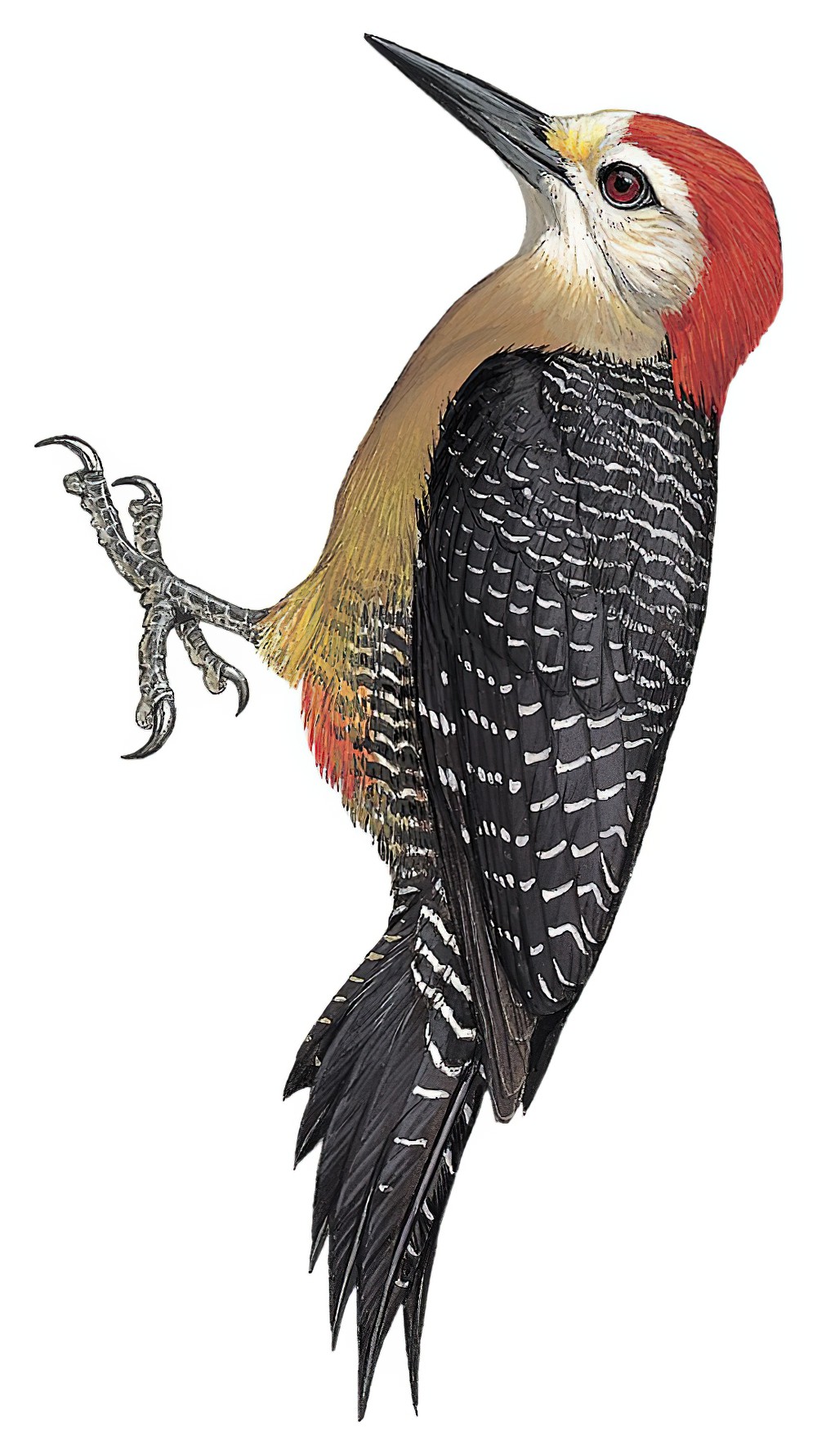 Jamaican Woodpecker / Melanerpes radiolatus