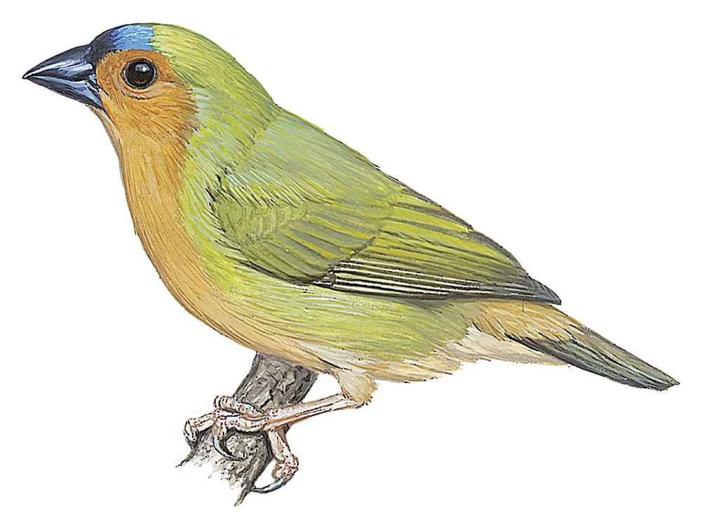 Tawny-breasted Parrotfinch / Erythrura hyperythra