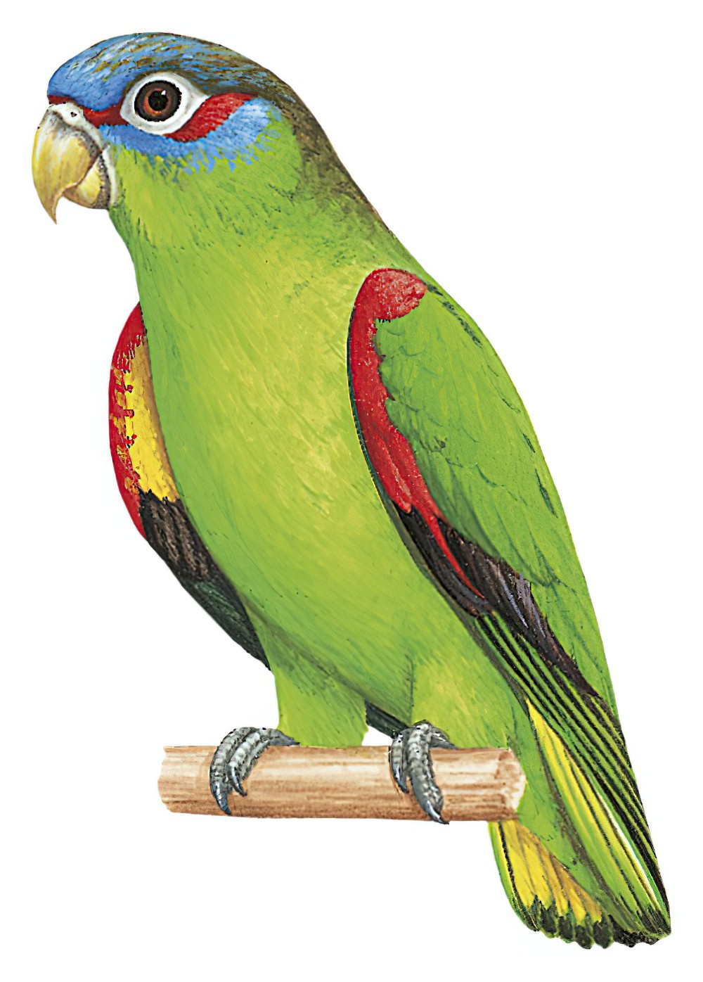 Blue-fronted Parrotlet / Touit dilectissimus