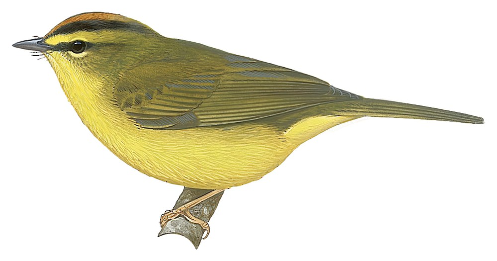 Two-banded Warbler / Myiothlypis bivittata