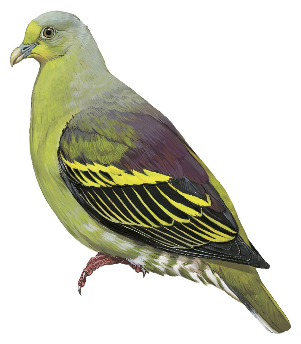 Sumba Green-Pigeon / Treron teysmannii