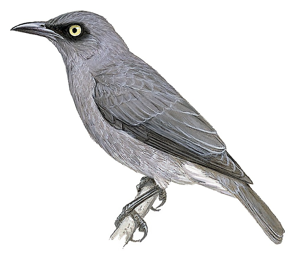 Rarotonga Starling / Aplonis cinerascens