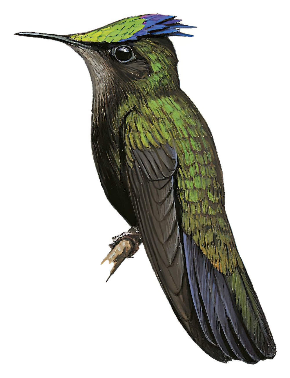 Antillean Crested Hummingbird / Orthorhyncus cristatus
