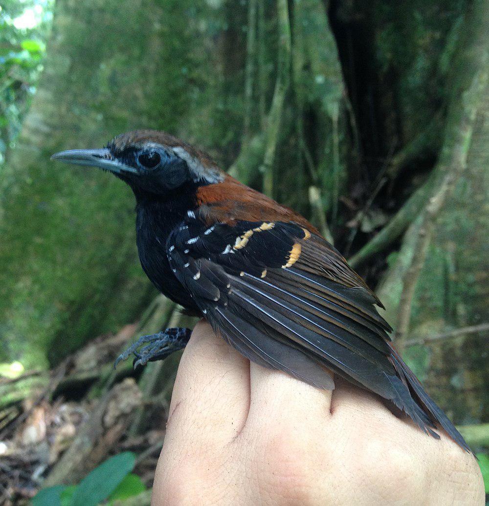 Cordillera Azul Antbird / Myrmoderus eowilsoni