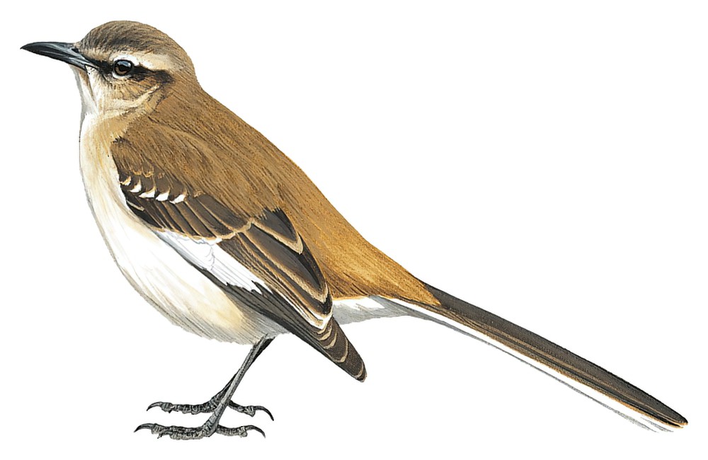 Brown-backed Mockingbird / Mimus dorsalis