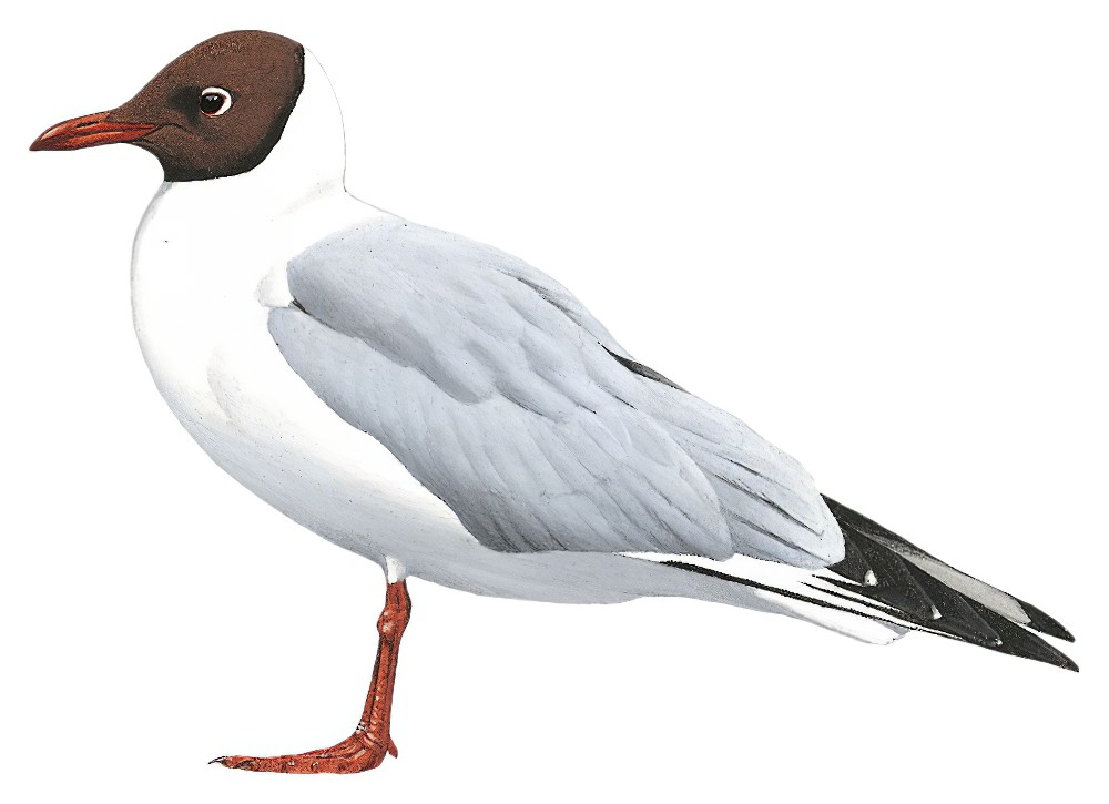 Black-headed Gull / Chroicocephalus ridibundus