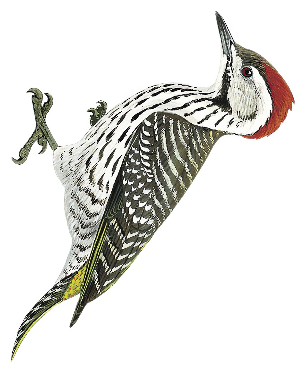 Cardinal Woodpecker / Chloropicus fuscescens