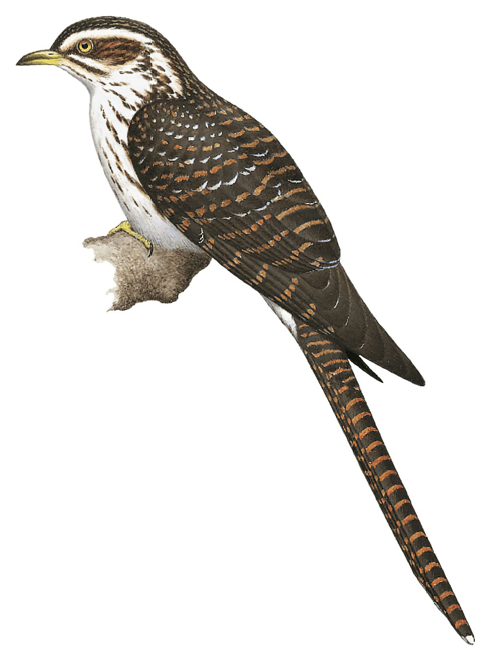 Long-tailed Koel / Urodynamis taitensis