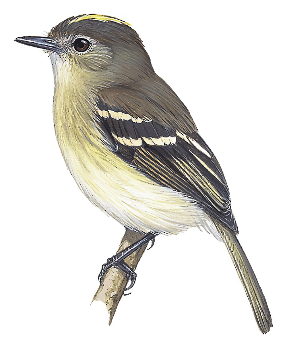 Olive-chested Flycatcher / Myiophobus cryptoxanthus