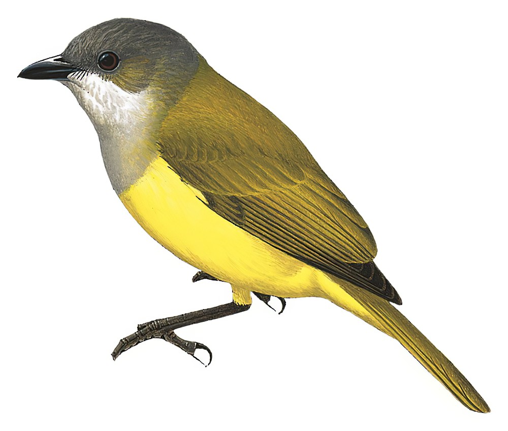 Vogelkop Whistler / Pachycephala meyeri
