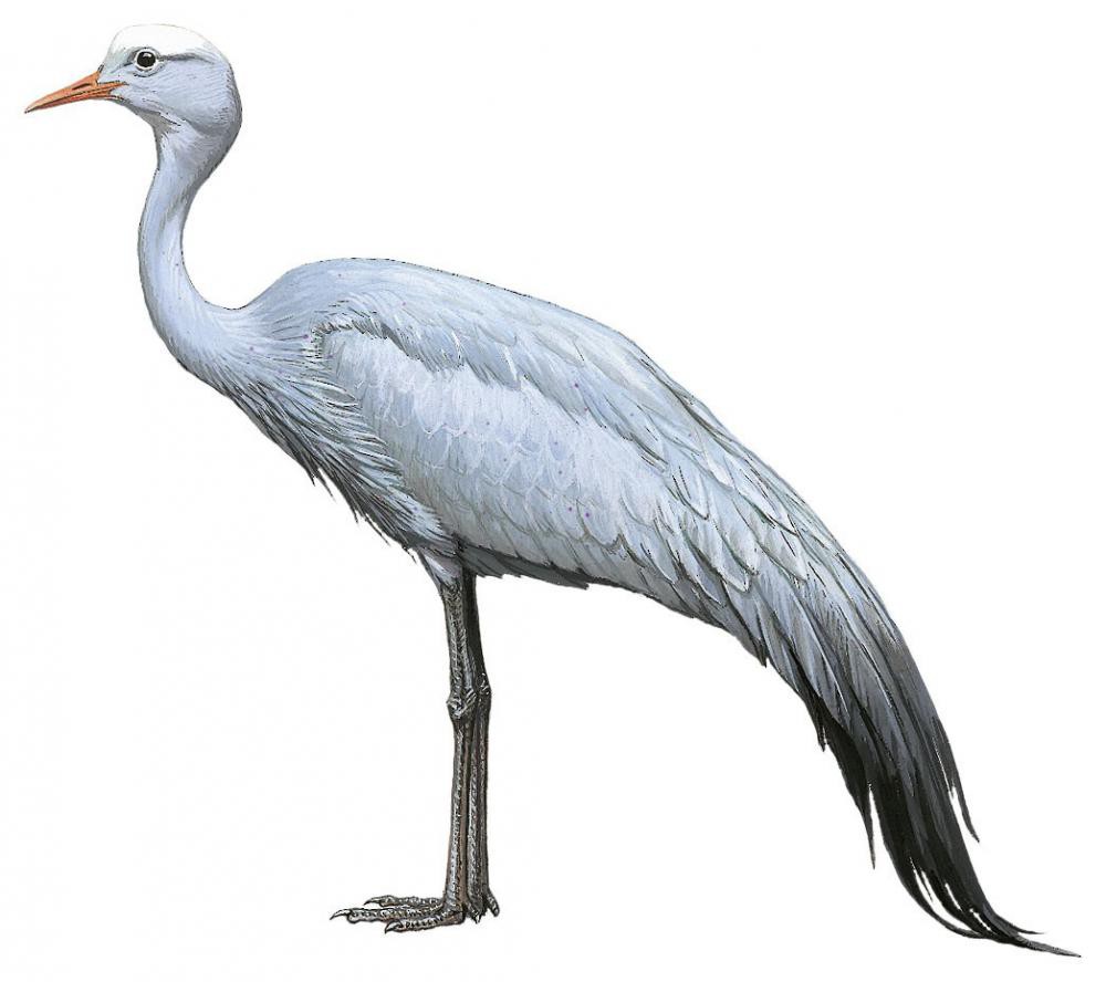 Blue Crane / Anthropoides paradiseus