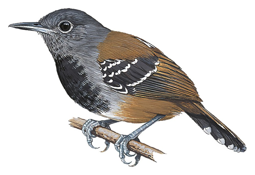 Gray-headed Antbird / Ampelornis griseiceps