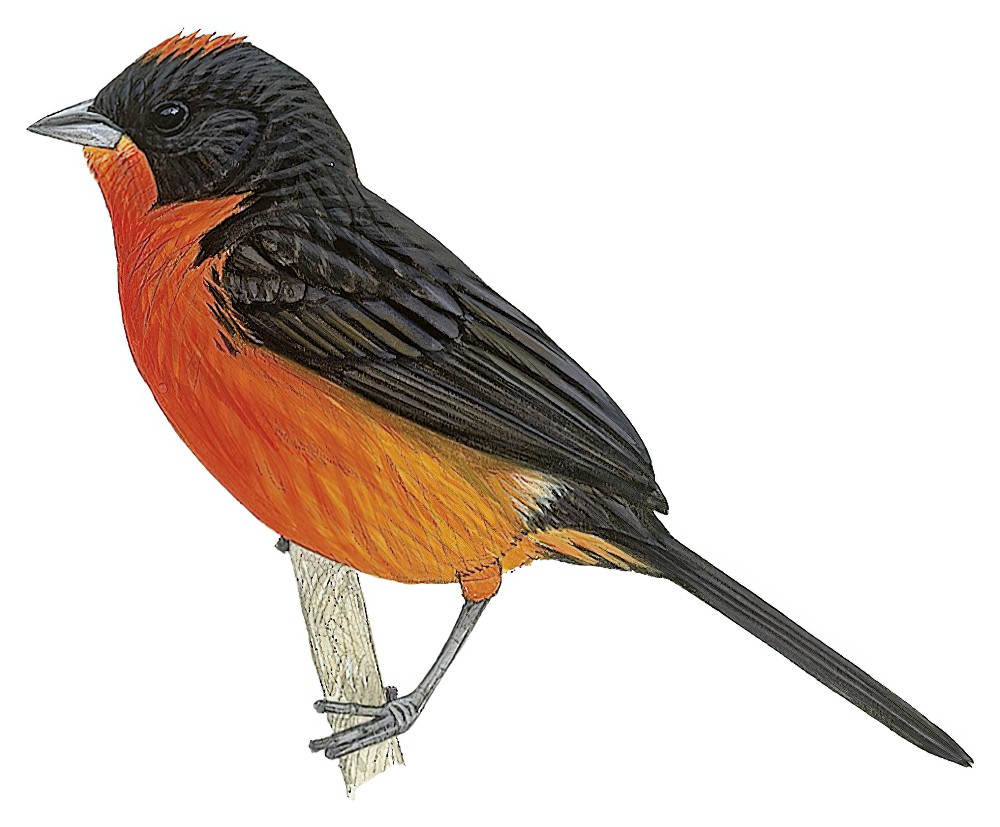 Crimson-breasted Finch / Rhodospingus cruentus