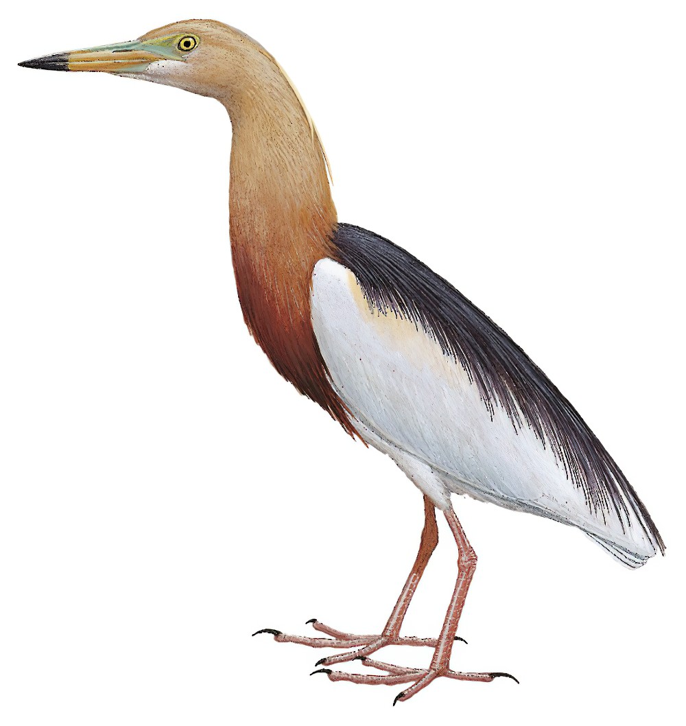 Javan Pond-Heron / Ardeola speciosa