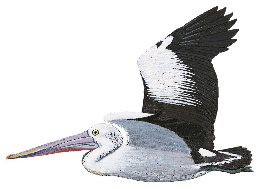 Australian Pelican / Pelecanus conspicillatus
