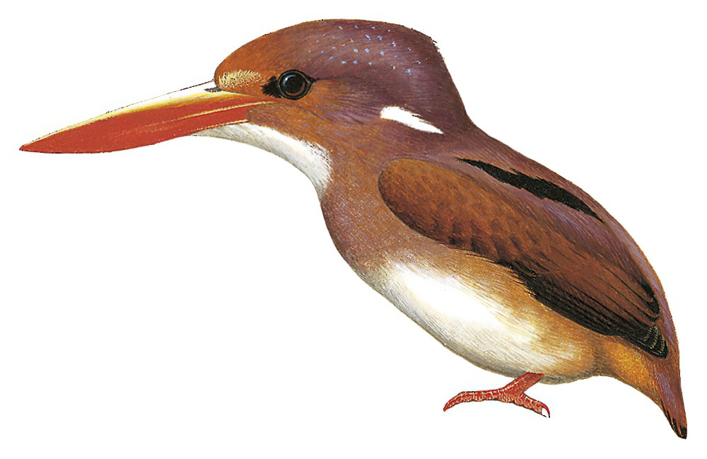 Philippine Dwarf-Kingfisher / Ceyx melanurus