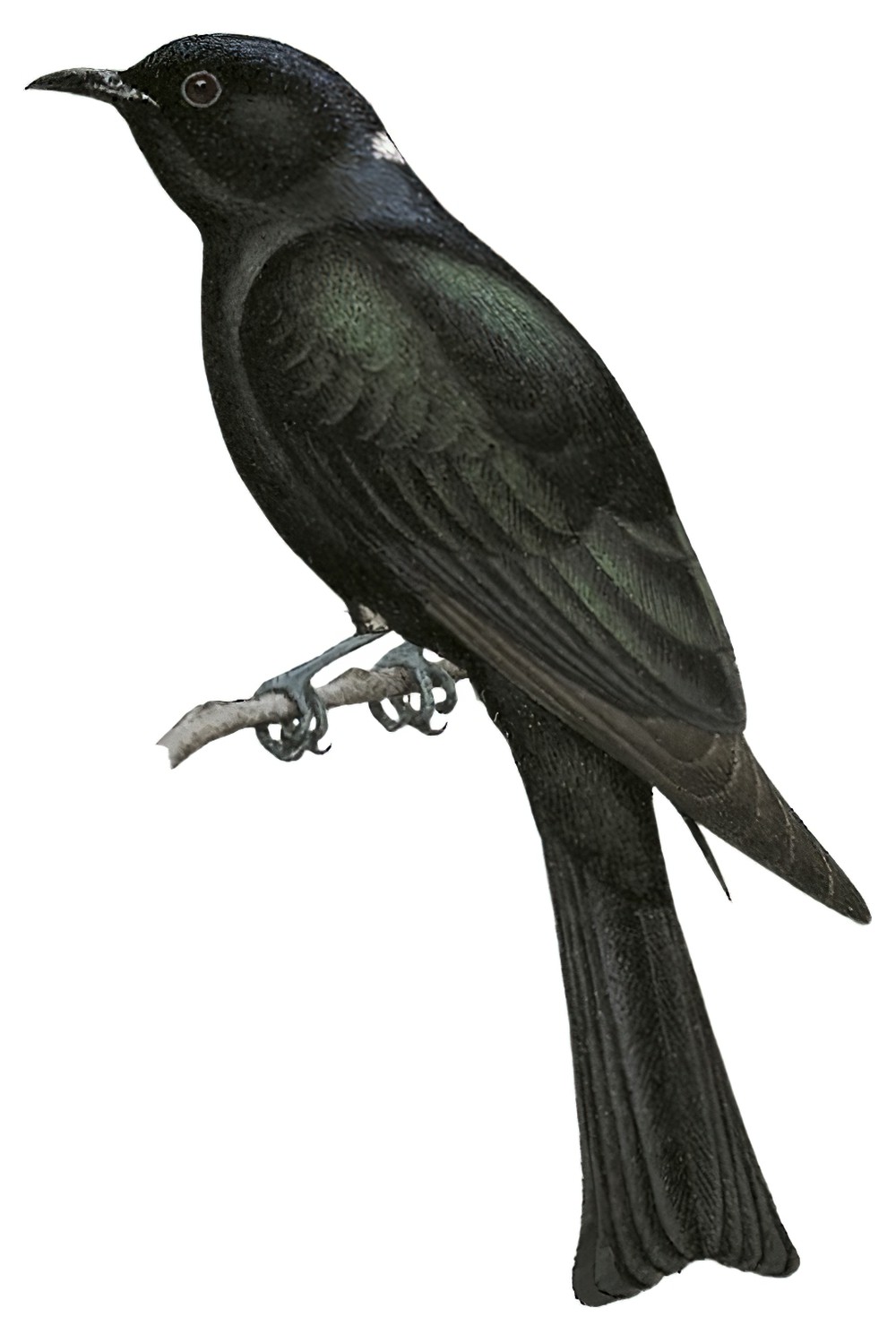 Square-tailed Drongo-Cuckoo / Surniculus lugubris