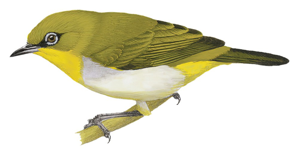 Yellow-throated White-eye / Zosterops metcalfii