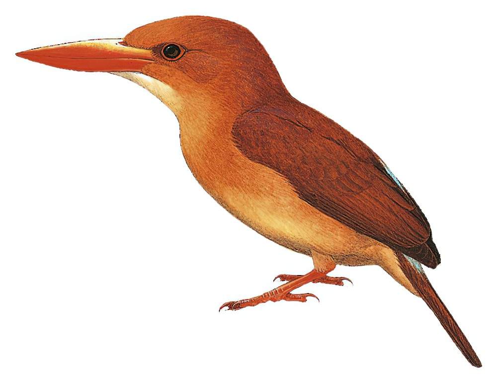 Ruddy Kingfisher / Halcyon coromanda