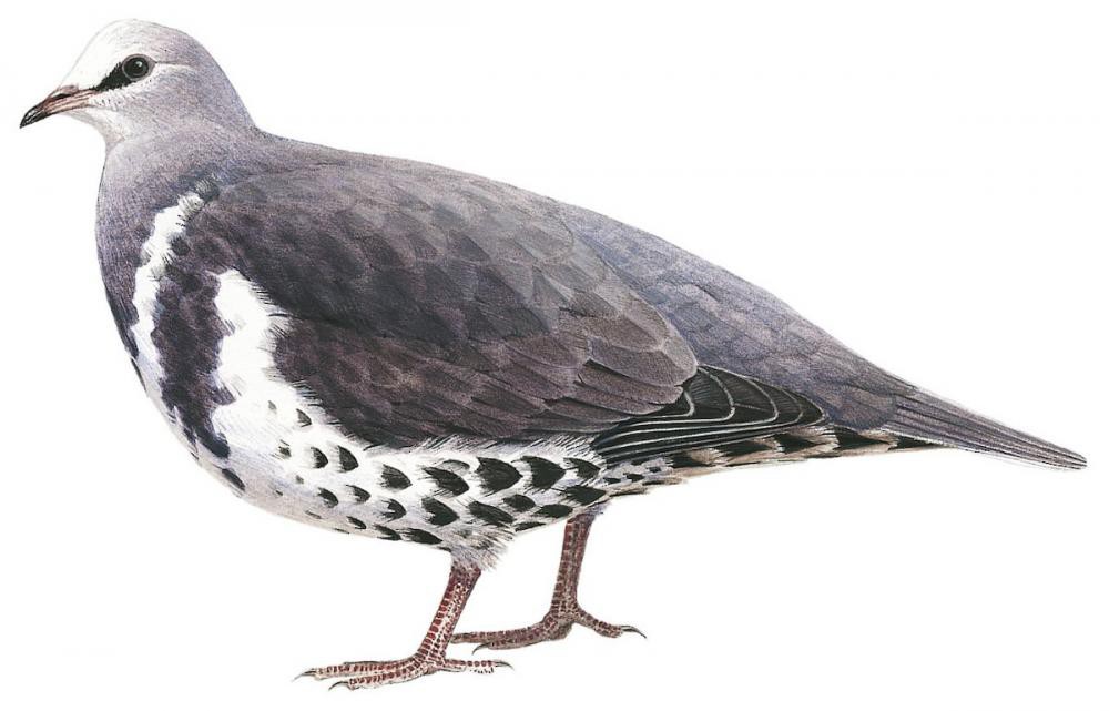 Wonga Pigeon / Leucosarcia melanoleuca