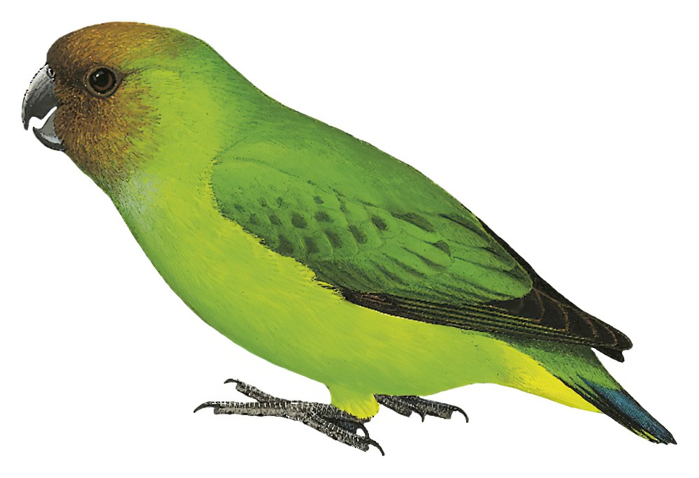 Yellow-capped Pygmy-Parrot / Micropsitta keiensis