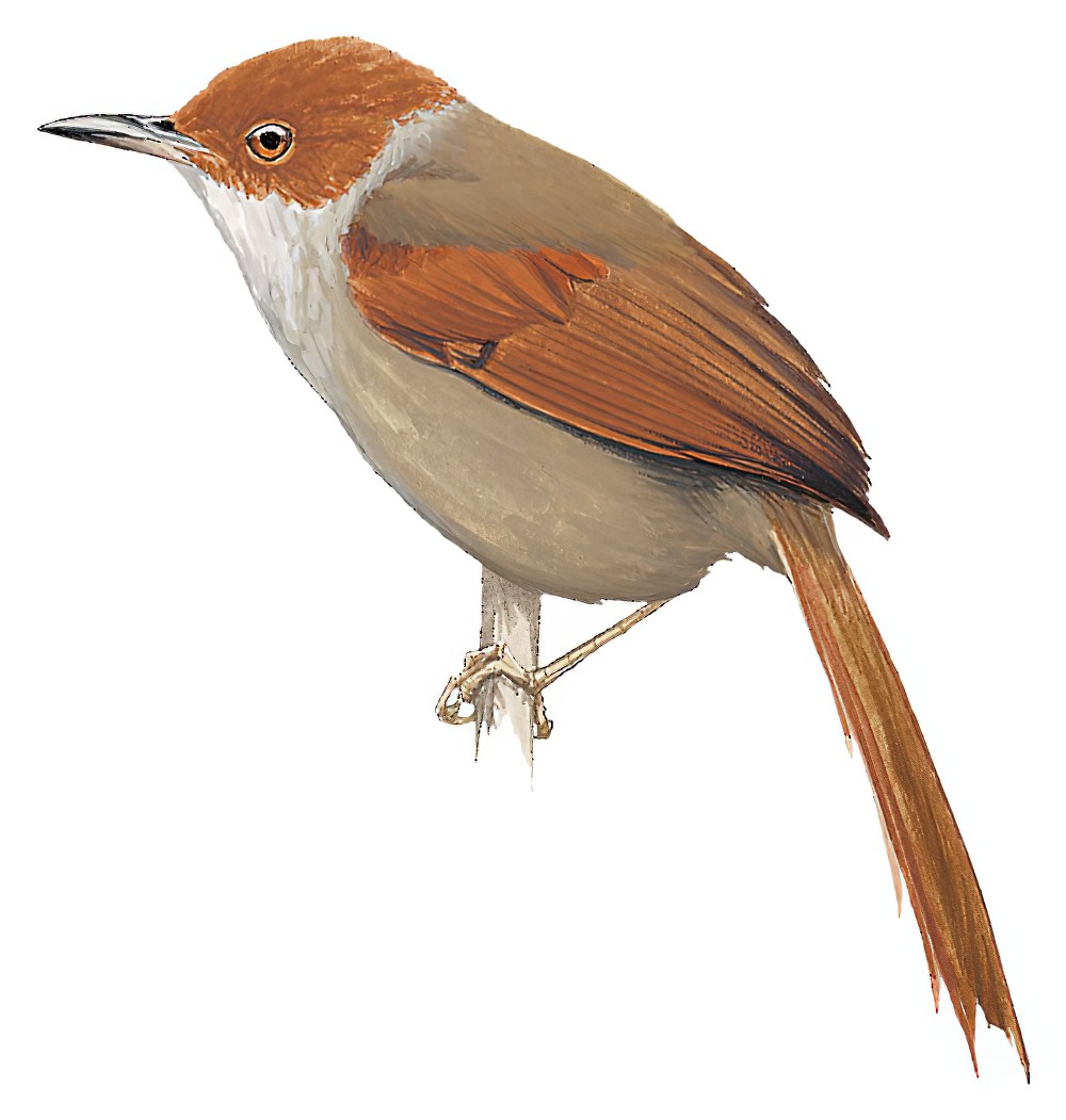 Red-faced Spinetail / Cranioleuca erythrops