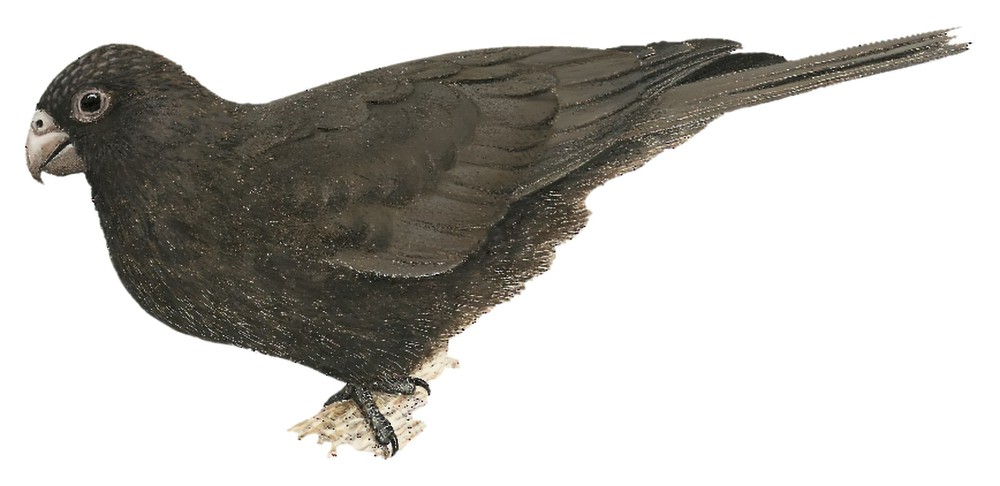 Lesser Vasa Parrot / Coracopsis nigra