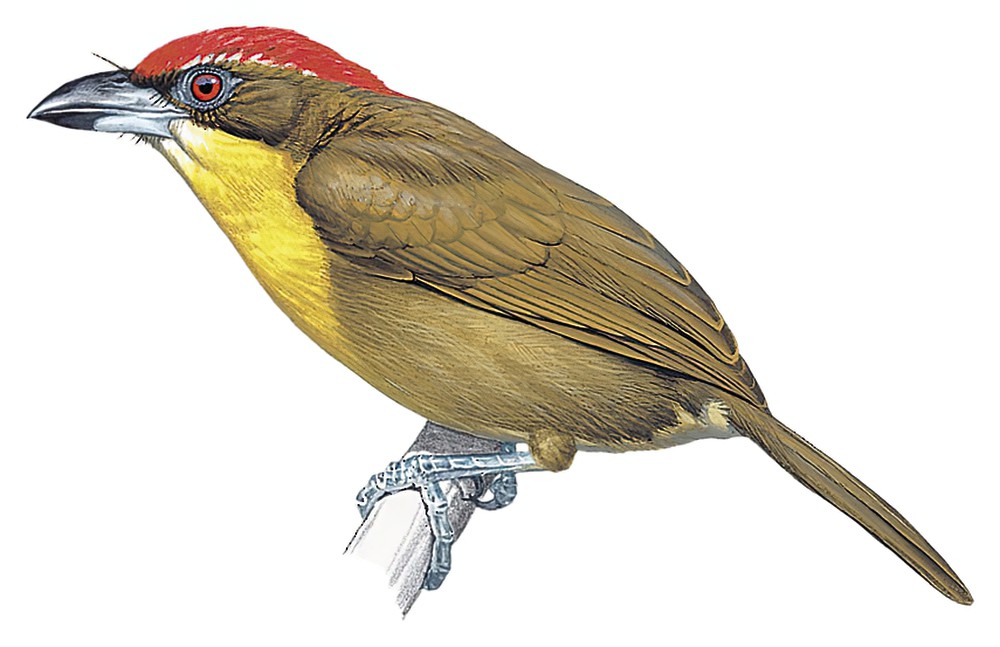 Scarlet-crowned Barbet / Capito aurovirens
