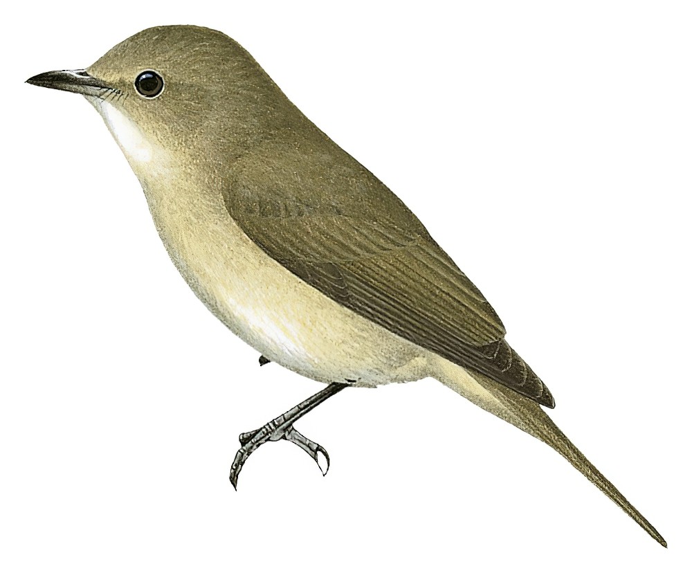 Pale Flycatcher / Agricola pallidus