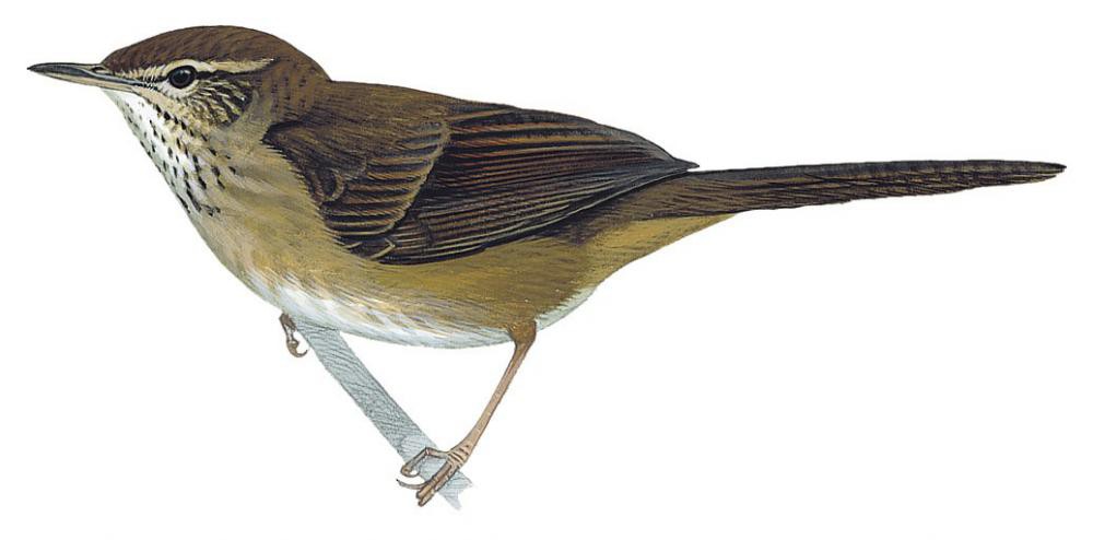 Dja River Swamp Warbler / Bradypterus grandis