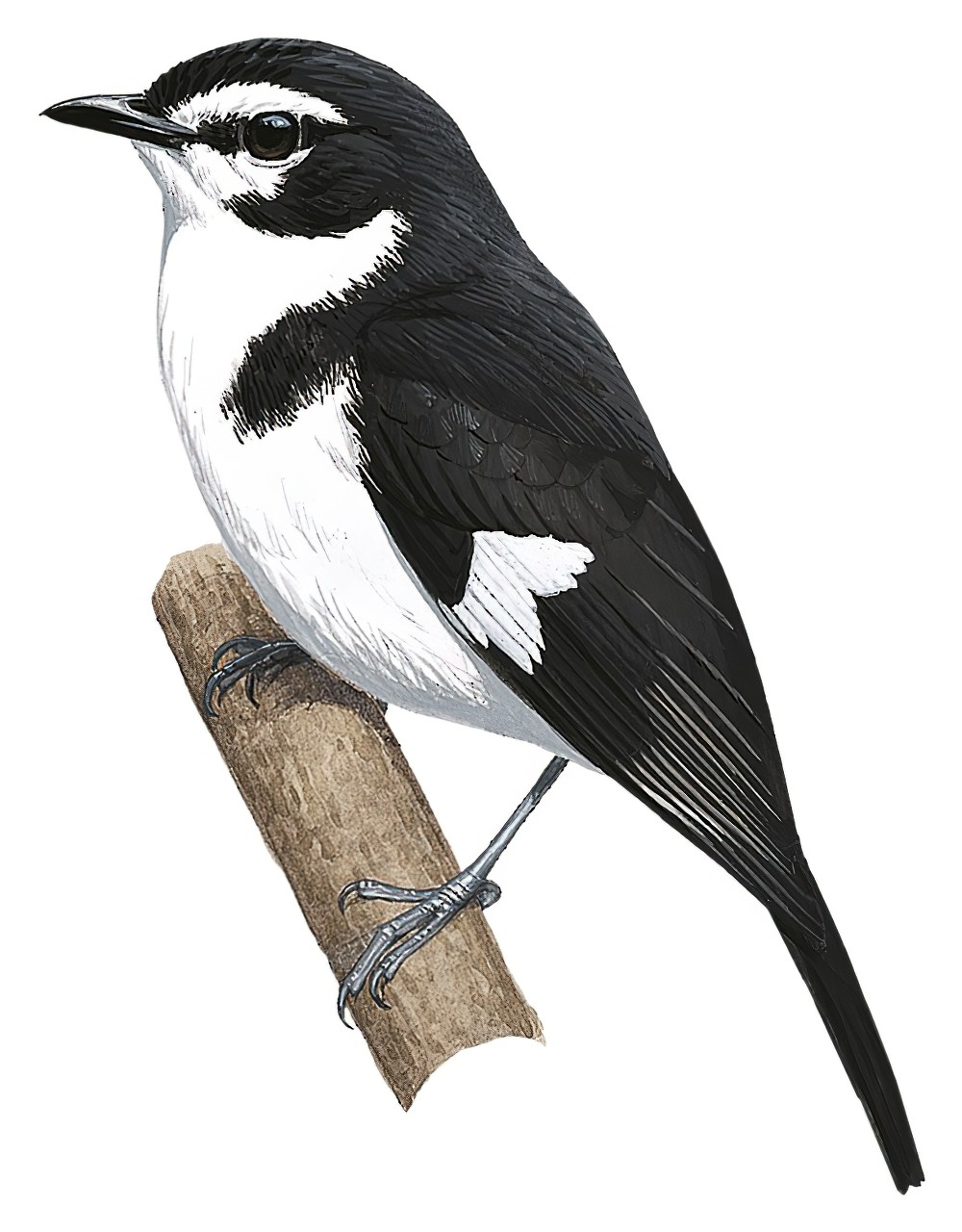 Black-sided Robin / Poecilodryas hypoleuca