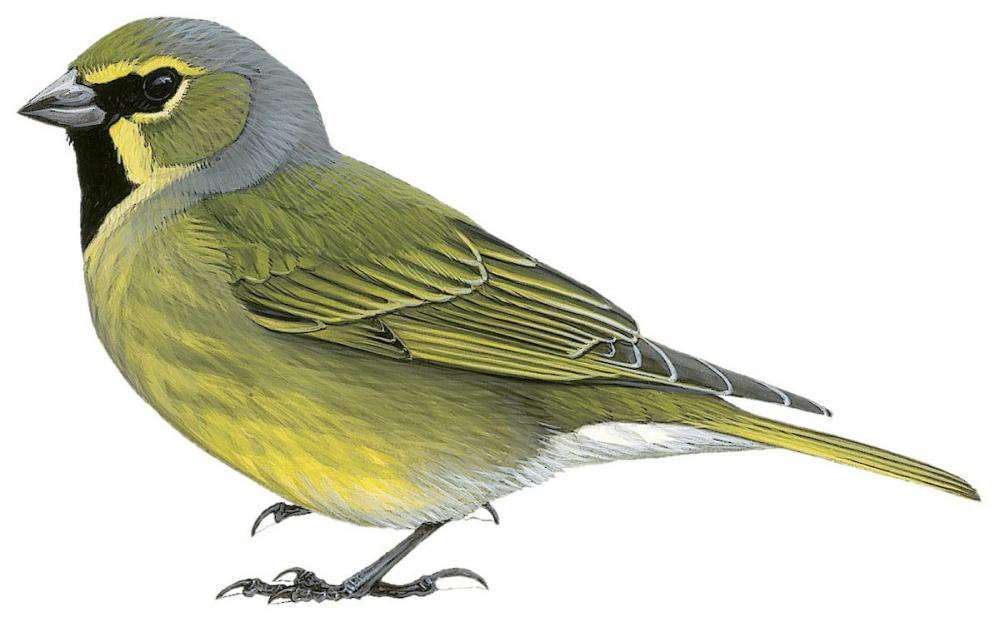 Yellow-bridled Finch / Melanodera xanthogramma