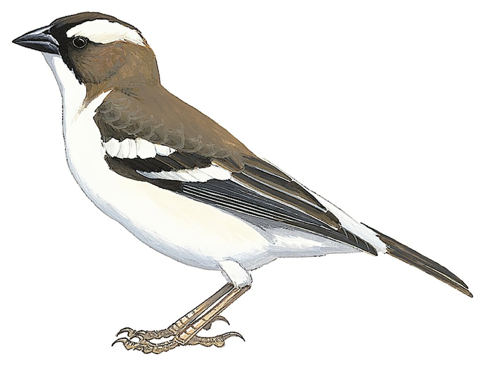 White-browed Sparrow-Weaver / Plocepasser mahali