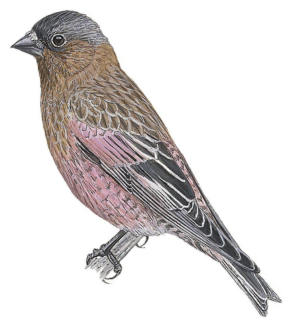 Brown-capped Rosy-Finch / Leucosticte australis